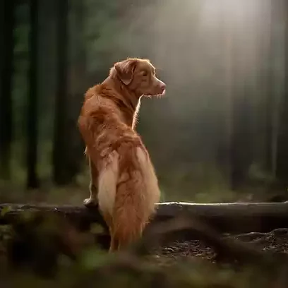 Promenade forêt