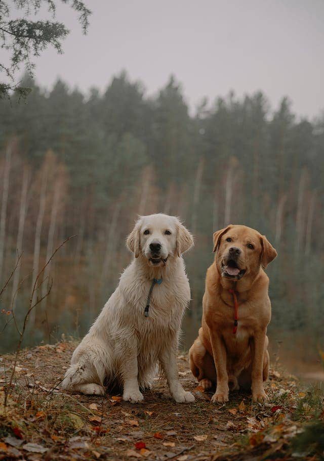 balades canines