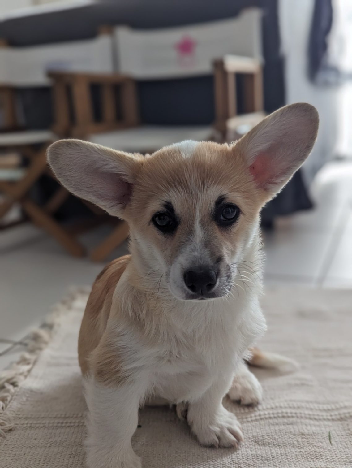 korgi