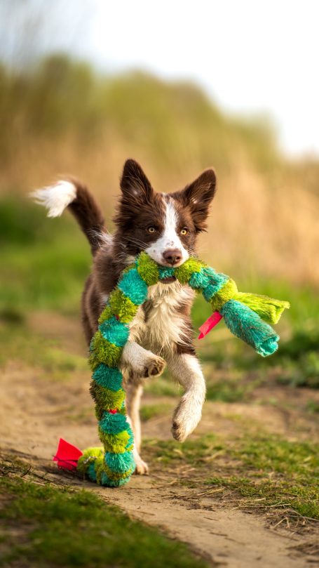 Jouet maison pour son chien