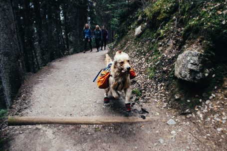 Sac a dos pour chien