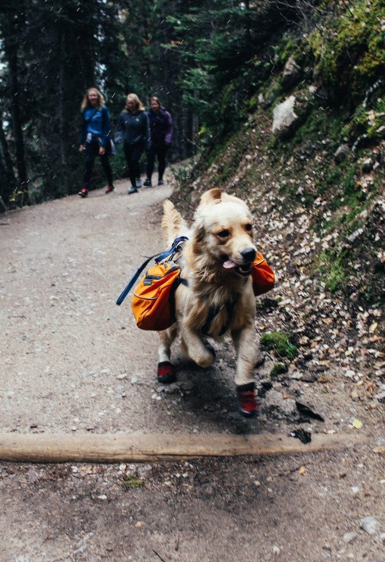 sac a dos chien