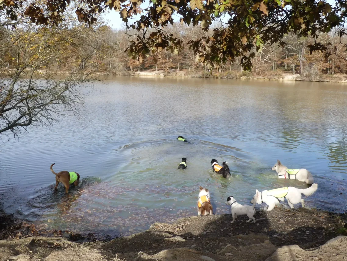 balade chien toulouse