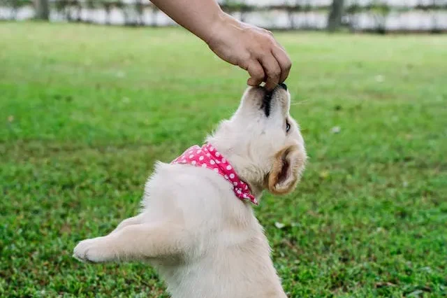 dressage canin