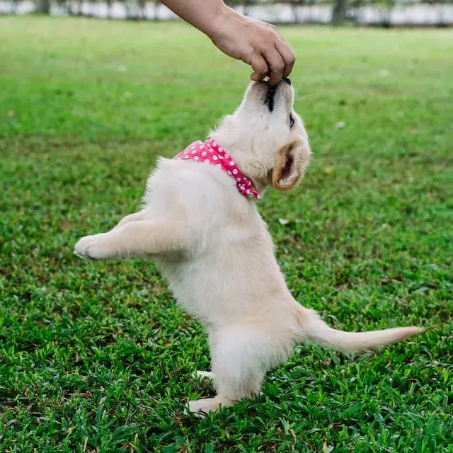 chiots alimentation