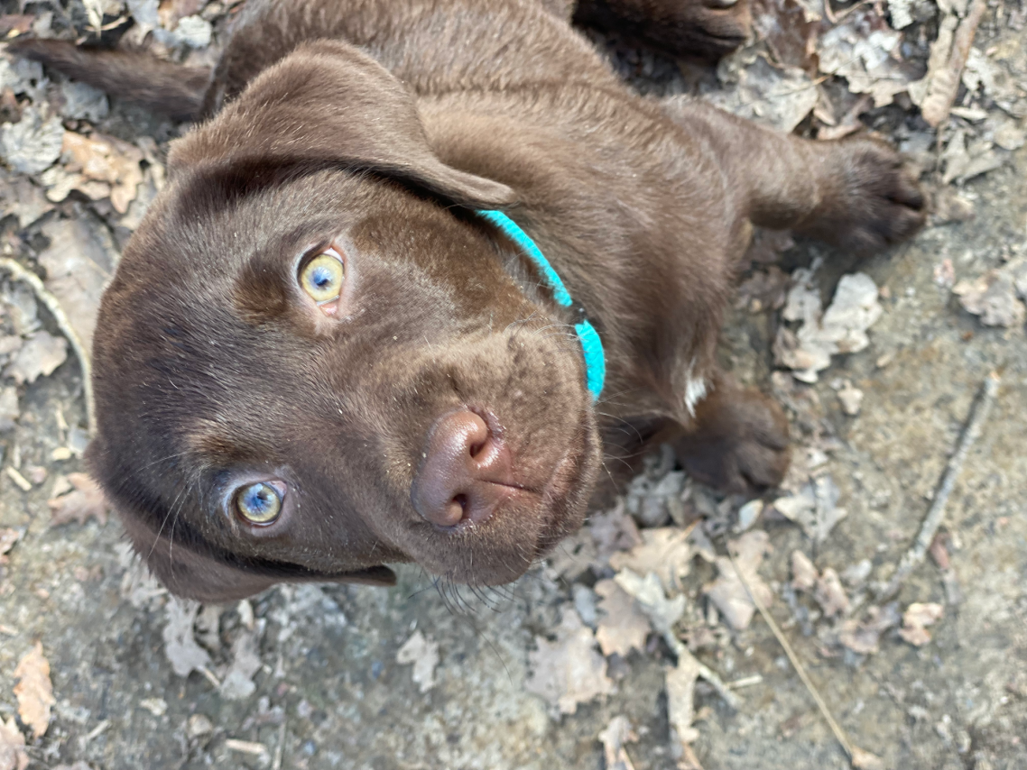 labrador
