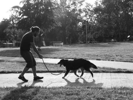 Éducateur canin  vs Dresseur canin