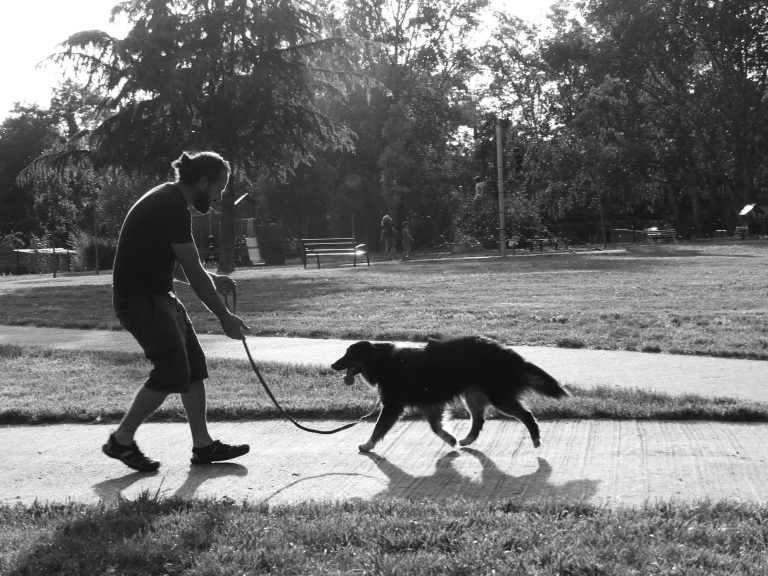 dressage chien