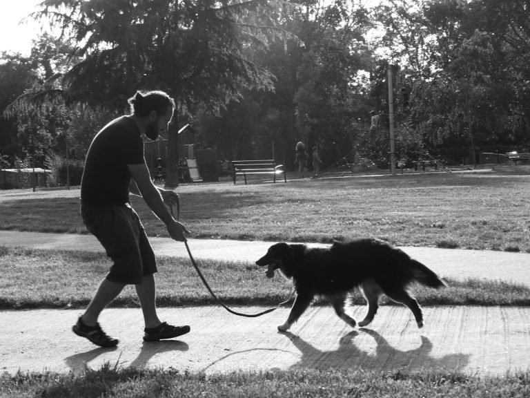 dressage chien