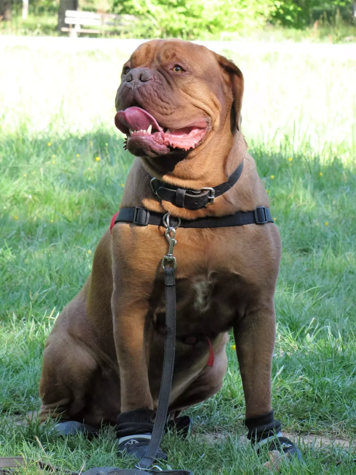 dogue de bordeaux