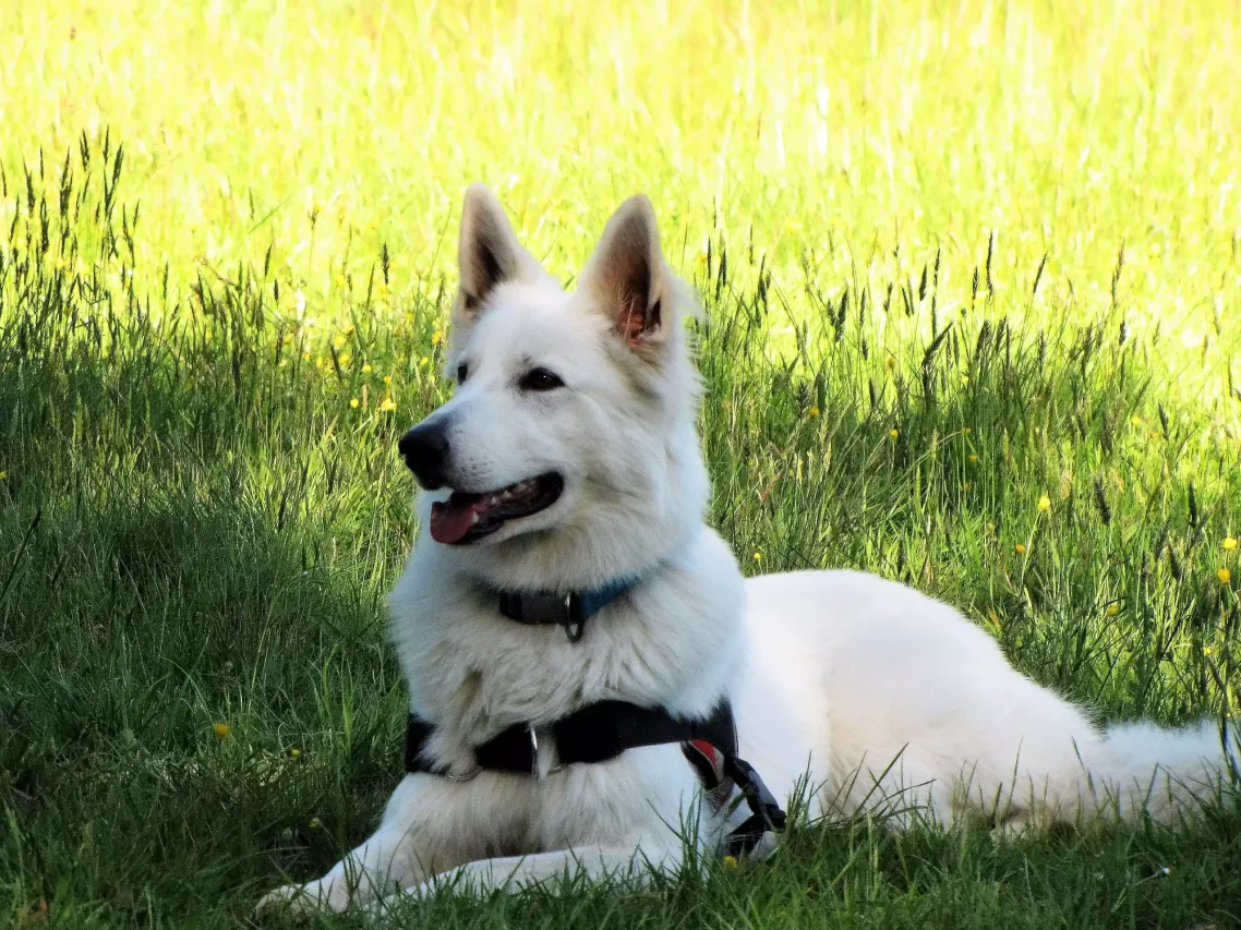 berger blanc suisse