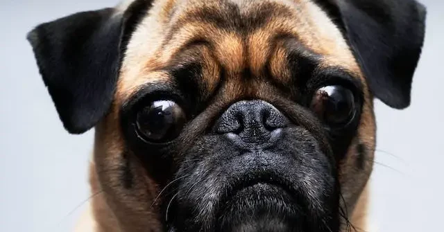 Troubles du comportement chien