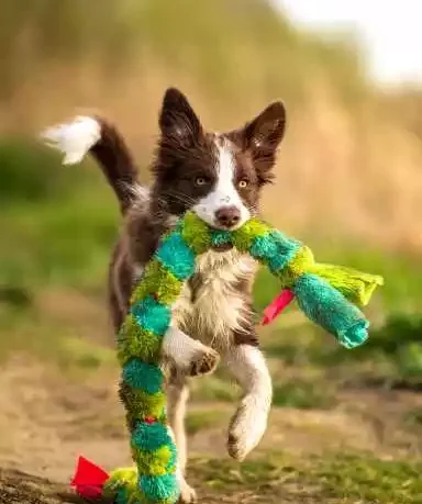 Jouets pour chiens et chiots