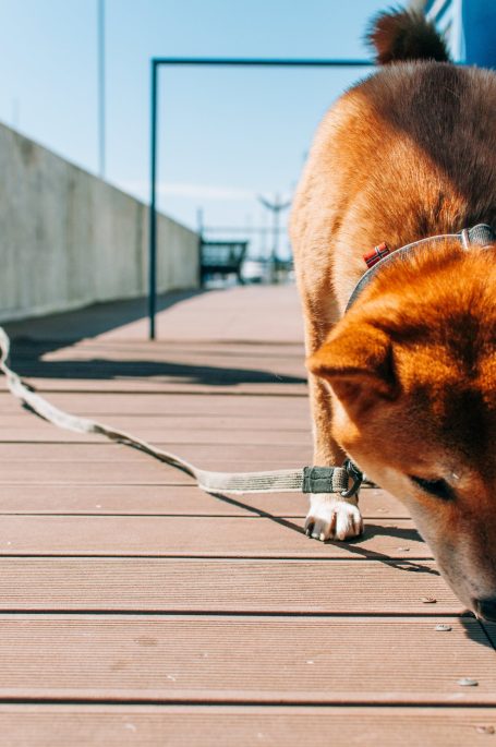 Promenade canine