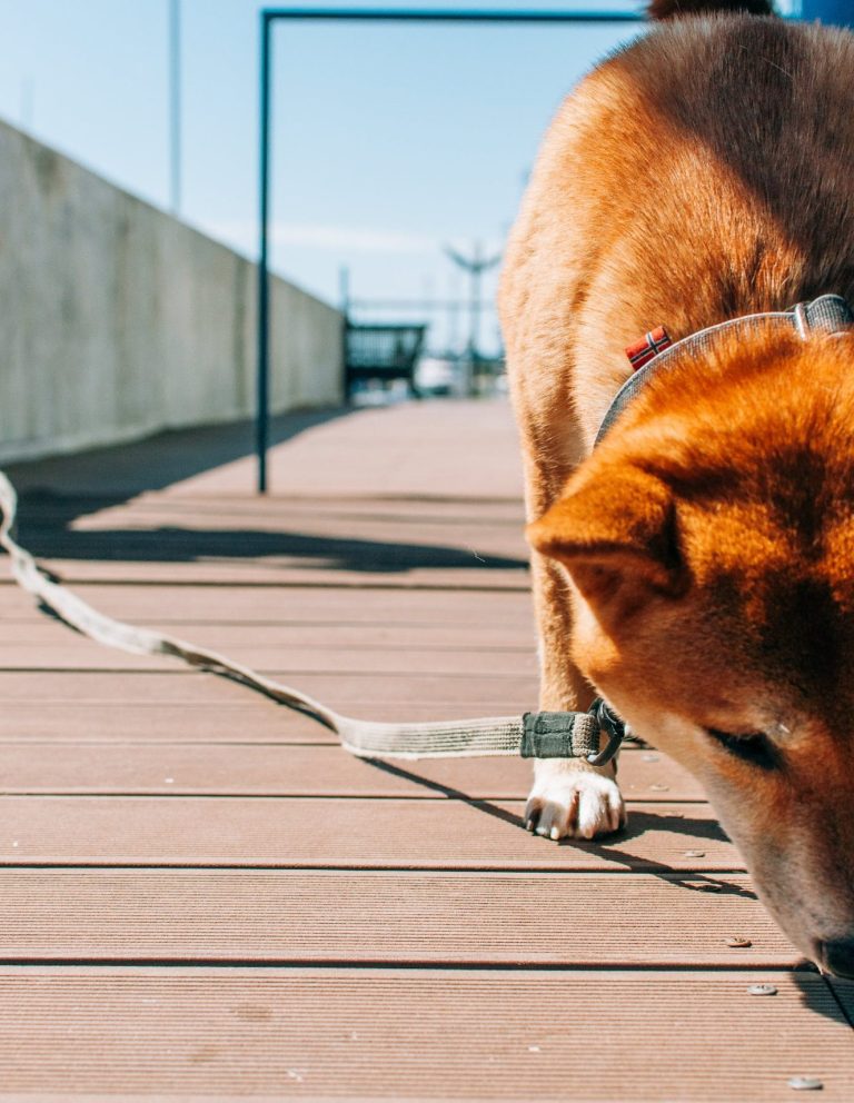 Promenade canine toulouse