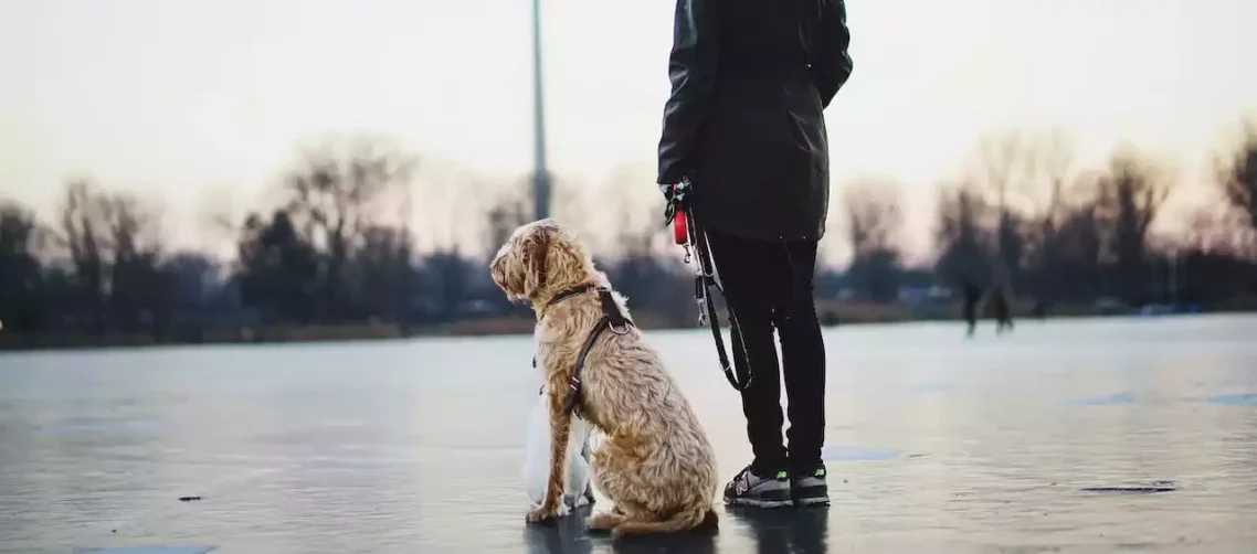 conseil d'éducation canine