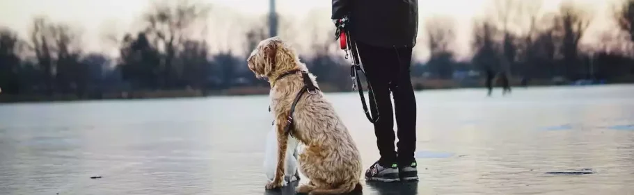 Cours canin