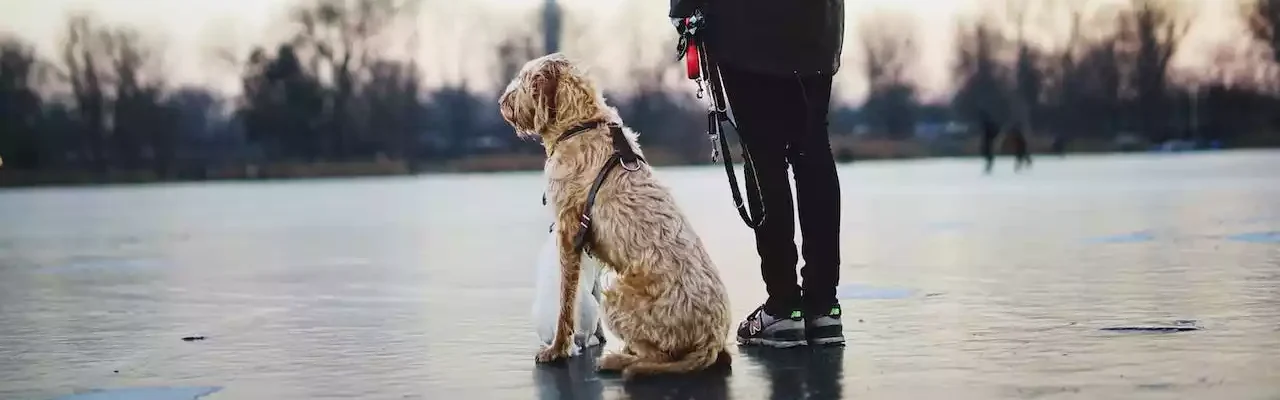 éducation canine et cours collectifschiens et chiots