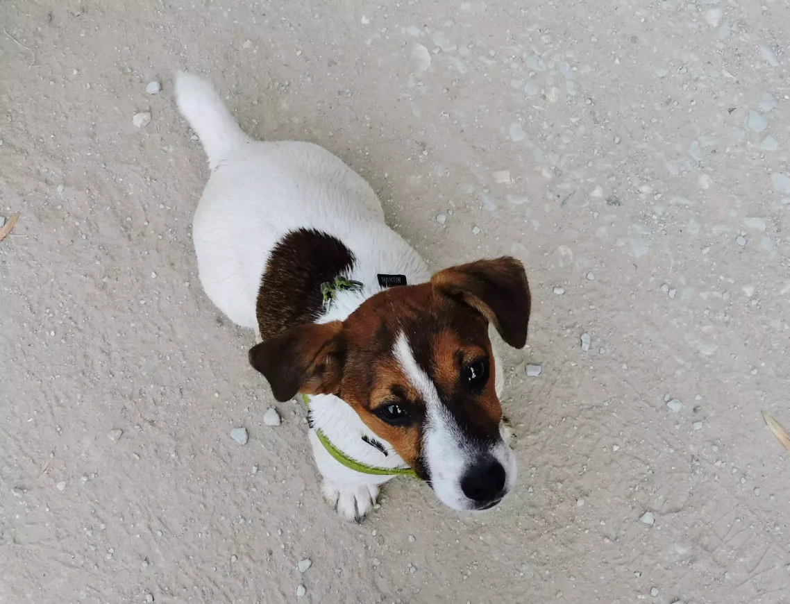 jack russel