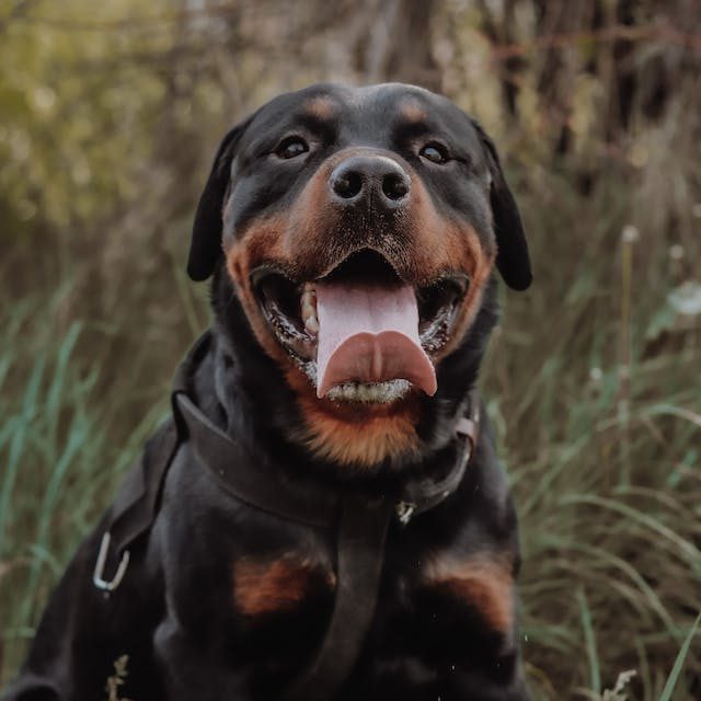 rottweiler