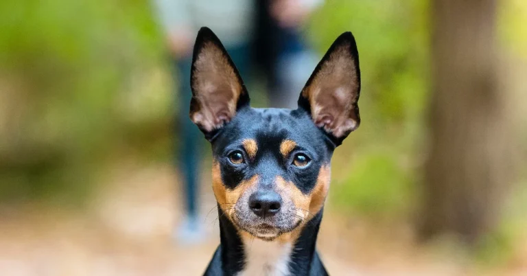 education canine