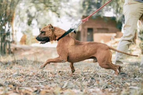 chien tire en laisse chien tire en laisse