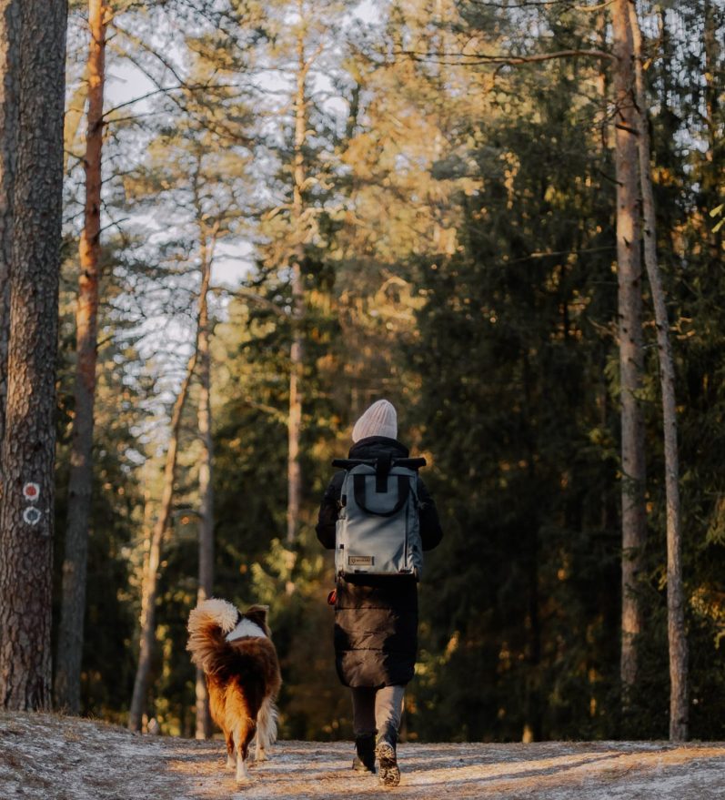 promenade canine en forêt