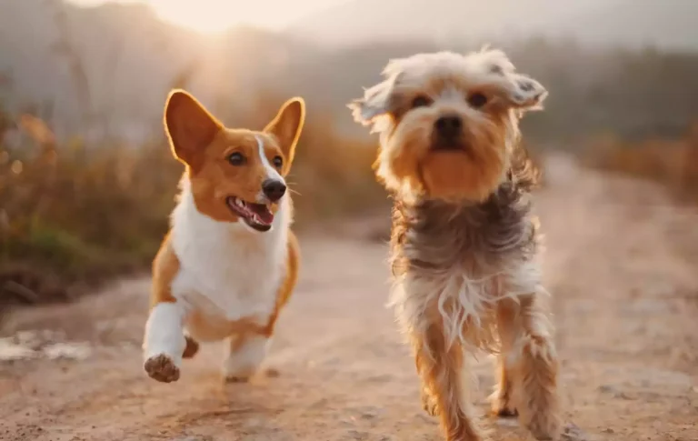balades canines
